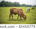 Brahman hybrids ,beef cattle, this picture You can use the images for farms or restaurant 85450779