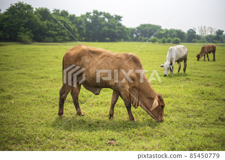 Brahman hybrids ,beef cattle, this picture You can use the images for farms or restaurant Brahman hybrids ,beef cattle, this picture You can use the images for farms or restaurant 85450779