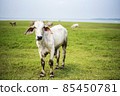 Brahman hybrids ,beef cattle, this picture You can use the images for farms or restaurant 85450781