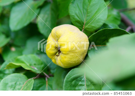 The quince Cydonia oblonga is a deciduous trees a pomefruit. Harvest in the garden, selective focus 85451063