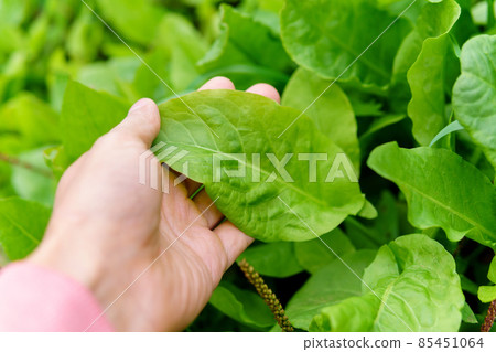 Sorrel Rumex harvest. Eco-friendly cultivation of vegetables. Selective focus 85451064