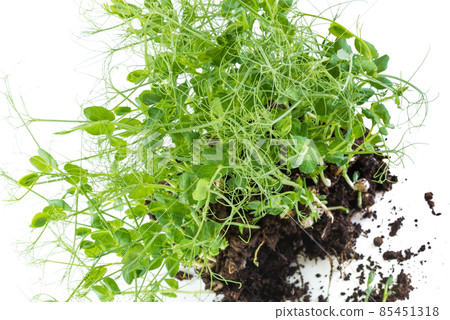 Pea micro greens sprouts, young pea shoots isolated on white 85451318