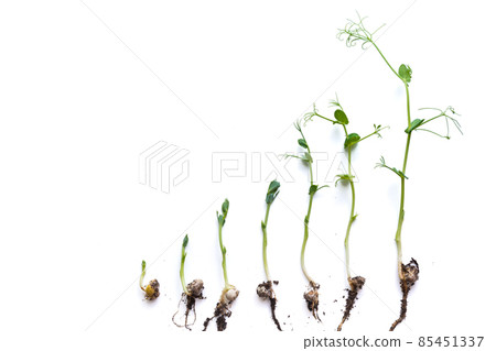 micro greens pea shoots in different grown stages lined up in a 85451337