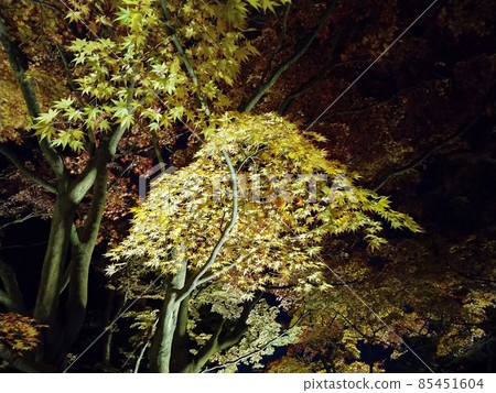 Light up of autumn leaves 85451604