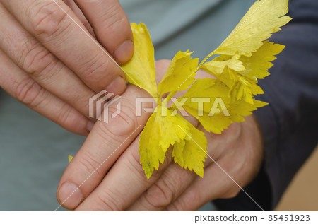 A man is holding yellowed celery leaves in his hand. Withering s A man is holding yellowed celery leaves in his hand. Withering s 85451923