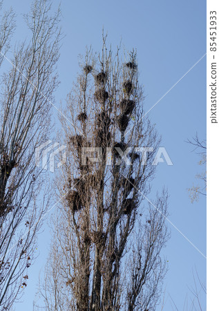 Crows' Nests. The wind sways Tall poplar trees with many birds' 85451933