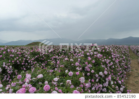 The rose fields in the Thracian Valley near Kazanlak The rose fields in the Thracian Valley near Kazanlak 85452190