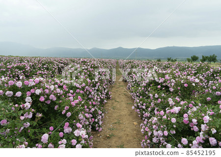 The rose fields in the Thracian Valley near Kazanlak 85452195