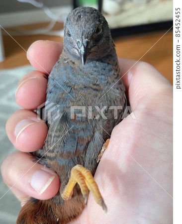 King Quail Male Blue Face 85452455