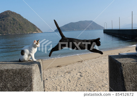 貓跳 85452672