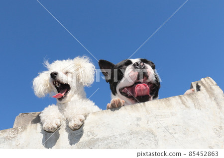 Boston Terrier and white toy poodle laughing side by side against the blue sky Boston Terrier and white toy poodle laughing side by side against the blue sky 85452863