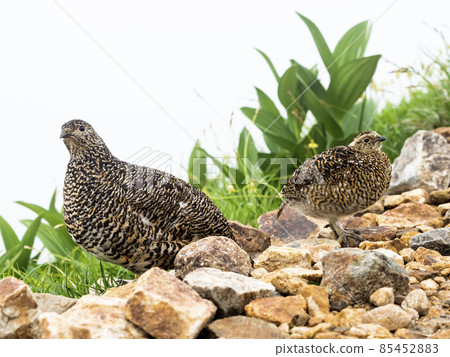 鴿子父母和孩子 鴿子父母和孩子 85452883