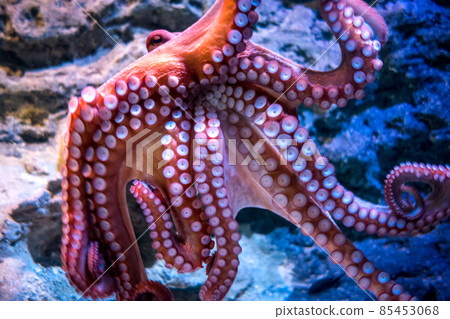 Red octopus swimming in ocean Red octopus swimming in ocean 85453068