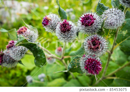 Woolly Burdock - Arctium Tomentosum - close-up view, Haute Savoie, France Woolly Burdock - Arctium Tomentosum - close-up view, Haute Savoie, France 85453075