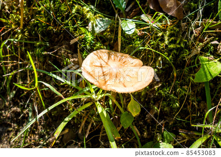 Mushroom closeup view in a forest Mushroom closeup view in a forest 85453083