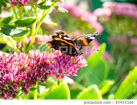 Photography to theme beautiful black butterfly Monarch 85453166