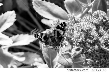Photography to theme beautiful black butterfly Monarch Photography to theme beautiful black butterfly Monarch 85453168