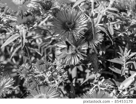 Photography to theme beautiful black butterfly Monarch 85453170