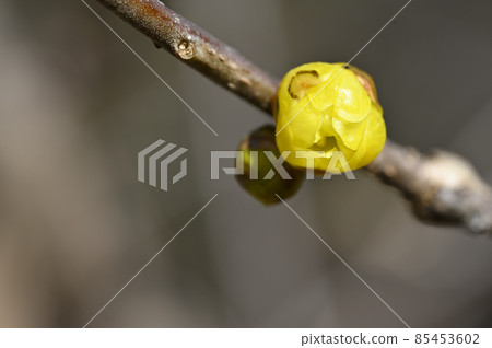 Ruby bud Ruby bud 85453602