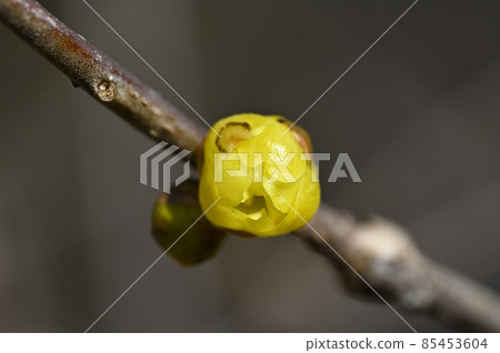Ruby bud 85453604