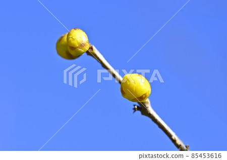 Ruby bud Ruby bud 85453616