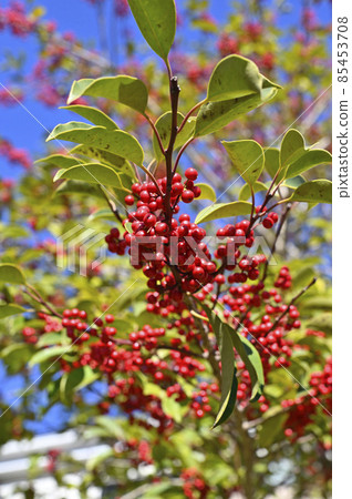 紅色水果(冬青圓形) 紅色水果(冬青圓形) 85453708