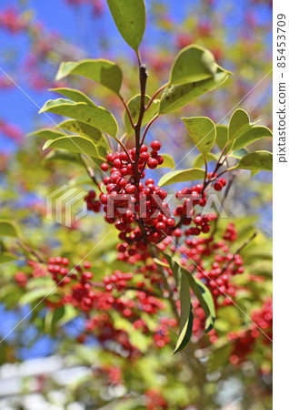 紅色水果(冬青圓形) 紅色水果(冬青圓形) 85453709