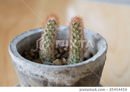 Cactus Cactus 85454459