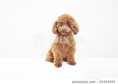 A sitting smiling toy poodle 85454493
