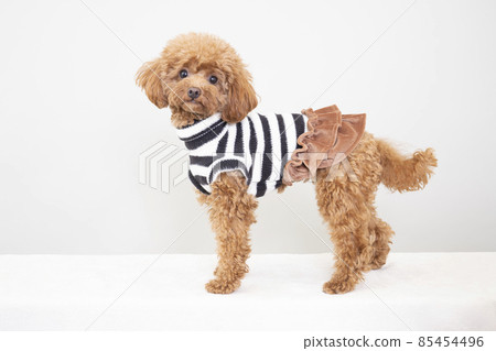 Toy poodle dressed in border 85454496
