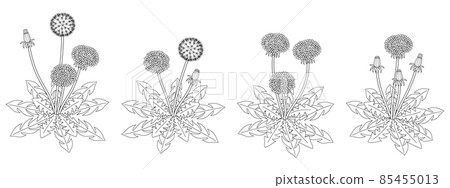Fashionable monochrome illustration of dandelions 85455013