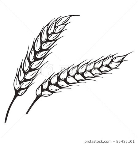 Sketch spikelet isolated vector illustration 85455101