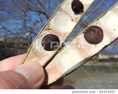 A state in which the pods of wisteria nuts are broken (a photo showing the size of the wisteria in your hand) A state in which the pods of wisteria nuts are broken (a photo showing the size of the wisteria in your hand) 85455407