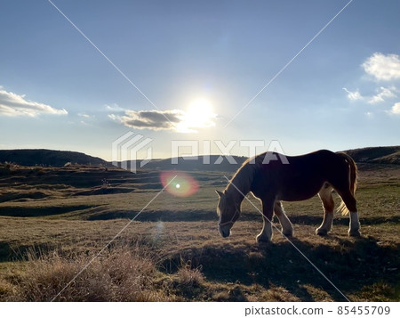 Sunset meadow and a horse 85455709