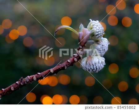 Mitsumata花 Mitsumata花 85455802