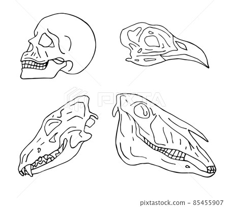 Vector set of hand drawn animal and human skull Vector set of hand drawn animal and human skull 85455907