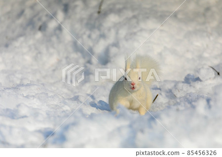 [北海道] 白色 Ezoris 85456326