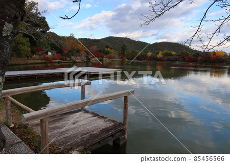 京都市右京區大覺寺的廣澤池和秋葉 85456566