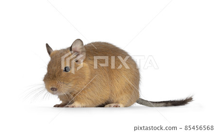 Degu on white background 85456568