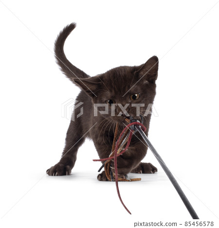 Burmese  cat on white background 85456578