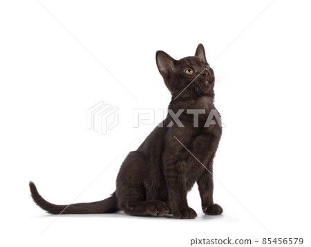 Burmese  cat on white background 85456579
