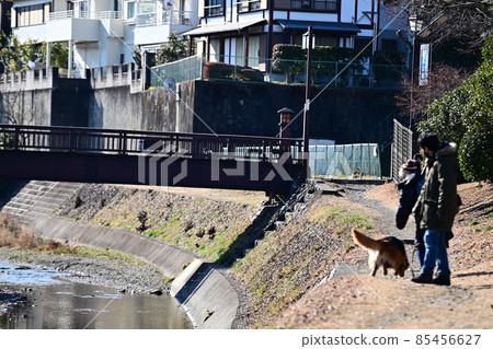A winter walk along the river, a walk with your dog, a winter dead road and a wooden bridge over the river, an old road, Kamakura Road A winter walk along the river, a walk with your dog, a winter dead road and a wooden bridge over the river, an old road, Kamakura Road 85456627