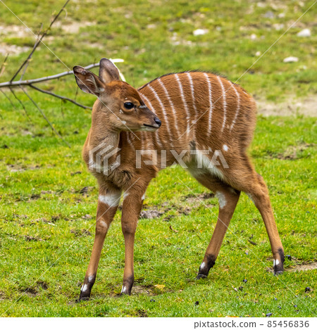 Baby Nyala Antelope - Tragelaphus angasii. Wild life animal. 85456836