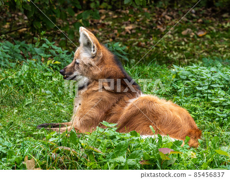 The Maned Wolf, Chrysocyon brachyurus is the largest canid of South America 85456837