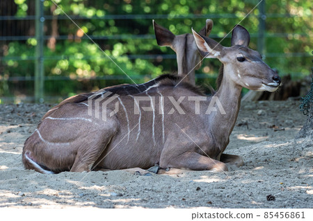 The common eland, Taurotragus oryx is a savannah antelope The common eland, Taurotragus oryx is a savannah antelope 85456861