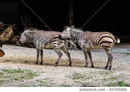 Hartmann's Mountain Zebra, Equus zebra hartmannae. An endangered zebra Hartmann's Mountain Zebra, Equus zebra hartmannae. An endangered zebra 85456866