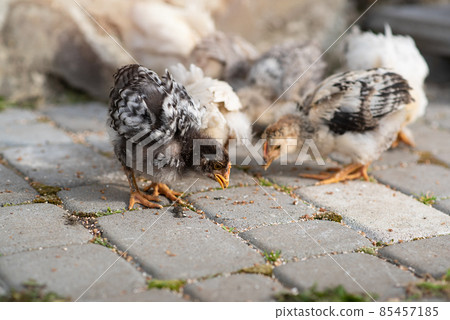 Little chicks with mother chicken. Life of domestic poultry 85457185