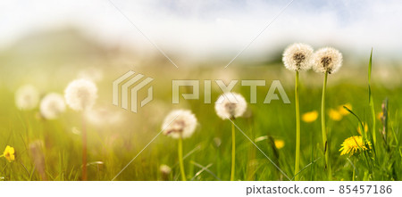 Dandelion Flowers Sunny Day Blowball Floral Landscape Stock Image