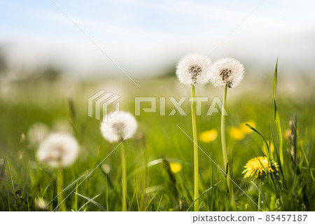 Dandelion flowers in the meadow. Beautiful non-urban natural landscape 85457187