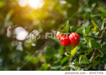 Fresh organic Acerola cherry on the tree. 85457356